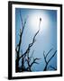 Bird Perched on Branches Reaching to the Sky-Tommy Martin-Framed Photographic Print