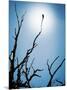 Bird Perched on Branches Reaching to the Sky-Tommy Martin-Mounted Photographic Print