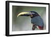 Bird Portrait - Focus-Staffan Widstrand-Framed Giclee Print