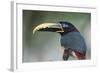 Bird Portrait - Focus-Staffan Widstrand-Framed Giclee Print