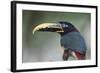 Bird Portrait - Focus-Staffan Widstrand-Framed Giclee Print