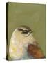 Bird Portrait I-Mehmet Altug-Stretched Canvas