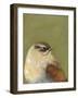 Bird Portrait I-Mehmet Altug-Framed Art Print