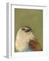 Bird Portrait I-Mehmet Altug-Framed Art Print