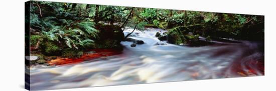 Bird River, Tasmania, Australia-null-Stretched Canvas