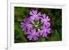 Bird's Eye primrose, Nordtirol, Austrian Alps-Alex Hyde-Framed Photographic Print