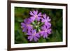 Bird's Eye primrose, Nordtirol, Austrian Alps-Alex Hyde-Framed Photographic Print