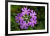 Bird's Eye primrose, Nordtirol, Austrian Alps-Alex Hyde-Framed Photographic Print