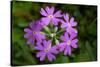 Bird's Eye primrose, Nordtirol, Austrian Alps-Alex Hyde-Stretched Canvas