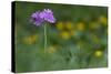 Bird's Eye Primrose (Primula Laurentiana) in Flower, Liechtenstein, June 2009-Giesbers-Stretched Canvas