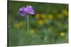 Bird's Eye Primrose (Primula Laurentiana) in Flower, Liechtenstein, June 2009-Giesbers-Stretched Canvas