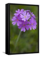 Bird's Eye Primrose (Primula Laurentiana) in Flower, Liechtenstein, June 2009-Giesbers-Framed Stretched Canvas