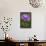 Bird's Eye Primrose (Primula Laurentiana) in Flower, Liechtenstein, June 2009-Giesbers-Framed Stretched Canvas displayed on a wall