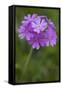 Bird's Eye Primrose (Primula Laurentiana) in Flower, Liechtenstein, June 2009-Giesbers-Framed Stretched Canvas