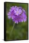 Bird's Eye Primrose (Primula Laurentiana) in Flower, Liechtenstein, June 2009-Giesbers-Framed Stretched Canvas