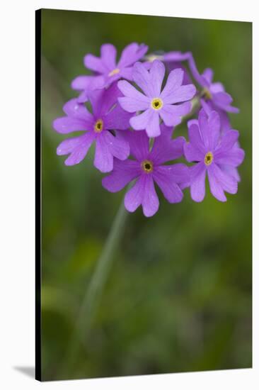 Bird's Eye Primrose (Primula Laurentiana) in Flower, Liechtenstein, June 2009-Giesbers-Stretched Canvas