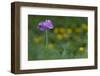 Bird's Eye Primrose (Primula Laurentiana) in Flower, Liechtenstein, June 2009-Giesbers-Framed Photographic Print