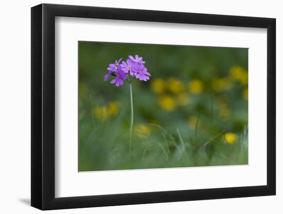 Bird's Eye Primrose (Primula Laurentiana) in Flower, Liechtenstein, June 2009-Giesbers-Framed Photographic Print