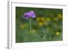 Bird's Eye Primrose (Primula Laurentiana) in Flower, Liechtenstein, June 2009-Giesbers-Framed Photographic Print