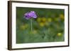 Bird's Eye Primrose (Primula Laurentiana) in Flower, Liechtenstein, June 2009-Giesbers-Framed Photographic Print