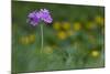 Bird's Eye Primrose (Primula Laurentiana) in Flower, Liechtenstein, June 2009-Giesbers-Mounted Photographic Print