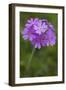 Bird's Eye Primrose (Primula Laurentiana) in Flower, Liechtenstein, June 2009-Giesbers-Framed Photographic Print