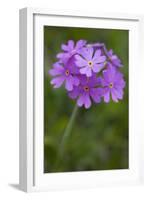 Bird's Eye Primrose (Primula Laurentiana) in Flower, Liechtenstein, June 2009-Giesbers-Framed Photographic Print