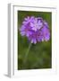 Bird's Eye Primrose (Primula Laurentiana) in Flower, Liechtenstein, June 2009-Giesbers-Framed Photographic Print