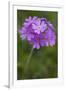 Bird's Eye Primrose (Primula Laurentiana) in Flower, Liechtenstein, June 2009-Giesbers-Framed Photographic Print