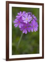 Bird's Eye Primrose (Primula Laurentiana) in Flower, Liechtenstein, June 2009-Giesbers-Framed Photographic Print