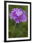 Bird's Eye Primrose (Primula Laurentiana) in Flower, Liechtenstein, June 2009-Giesbers-Framed Photographic Print