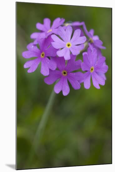 Bird's Eye Primrose (Primula Laurentiana) in Flower, Liechtenstein, June 2009-Giesbers-Mounted Photographic Print