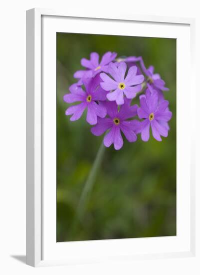 Bird's Eye Primrose (Primula Laurentiana) in Flower, Liechtenstein, June 2009-Giesbers-Framed Photographic Print