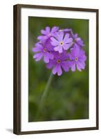 Bird's Eye Primrose (Primula Laurentiana) in Flower, Liechtenstein, June 2009-Giesbers-Framed Photographic Print