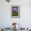 Bird's Eye Primrose (Primula Laurentiana) in Flower, Liechtenstein, June 2009-Giesbers-Framed Photographic Print displayed on a wall