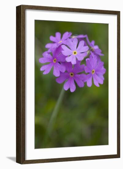 Bird's Eye Primrose (Primula Laurentiana) in Flower, Liechtenstein, June 2009-Giesbers-Framed Photographic Print