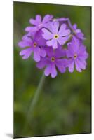 Bird's Eye Primrose (Primula Laurentiana) in Flower, Liechtenstein, June 2009-Giesbers-Mounted Photographic Print