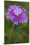 Bird's Eye Primrose (Primula Laurentiana) in Flower, Liechtenstein, June 2009-Giesbers-Mounted Photographic Print