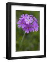 Bird's Eye Primrose (Primula Laurentiana) in Flower, Liechtenstein, June 2009-Giesbers-Framed Photographic Print