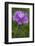 Bird's Eye Primrose (Primula Laurentiana) in Flower, Liechtenstein, June 2009-Giesbers-Framed Photographic Print