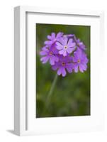 Bird's Eye Primrose (Primula Laurentiana) in Flower, Liechtenstein, June 2009-Giesbers-Framed Photographic Print