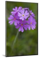 Bird's Eye Primrose (Primula Laurentiana) in Flower, Liechtenstein, June 2009-Giesbers-Mounted Photographic Print