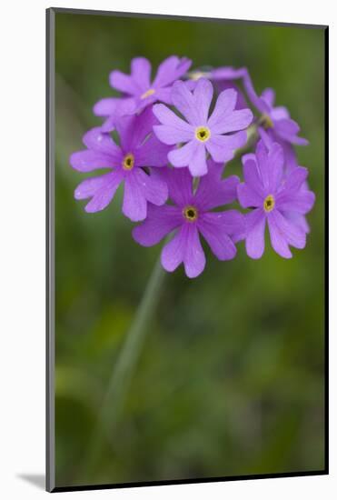 Bird's Eye Primrose (Primula Laurentiana) in Flower, Liechtenstein, June 2009-Giesbers-Mounted Photographic Print