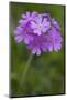 Bird's Eye Primrose (Primula Laurentiana) in Flower, Liechtenstein, June 2009-Giesbers-Mounted Photographic Print