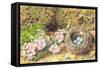 Bird's Nest and Blossom-John Sherrin-Framed Stretched Canvas