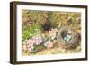 Bird's Nest and Blossom-John Sherrin-Framed Giclee Print