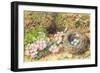 Bird's Nest and Blossom-John Sherrin-Framed Giclee Print