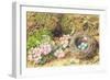 Bird's Nest and Blossom-John Sherrin-Framed Giclee Print