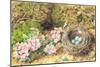 Bird's Nest and Blossom-John Sherrin-Mounted Giclee Print