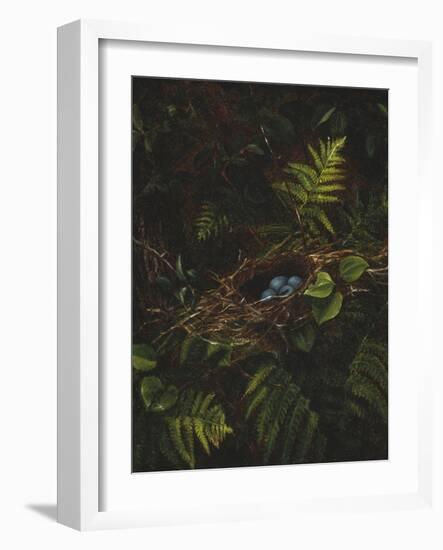 Bird's Nest and Ferns, 1863-Fidelia Bridges-Framed Giclee Print